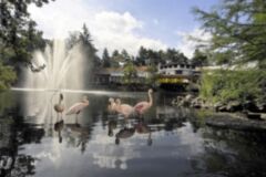 Flamingos vor Restaurant 3-min (2)