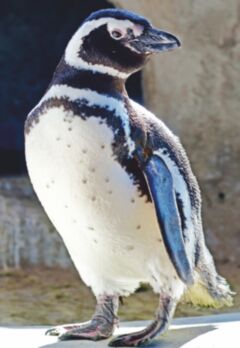 Magellan-Pinguin