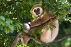 Brechenmacher Gisela  Gibbon Samuk