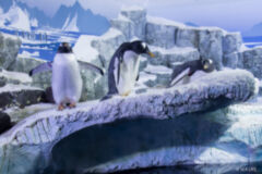 Pinguine SEA LIFE